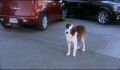 dr dolittle 3-avi_023.jpg